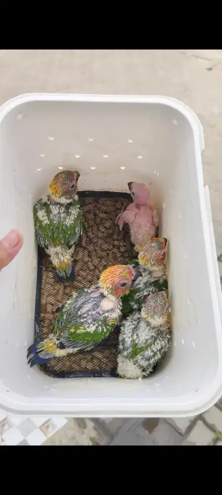 Sunconure baby non DNA