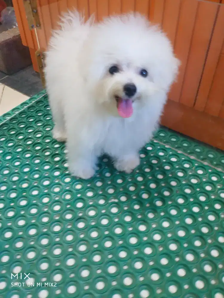 Bichonfrise betina Cakep