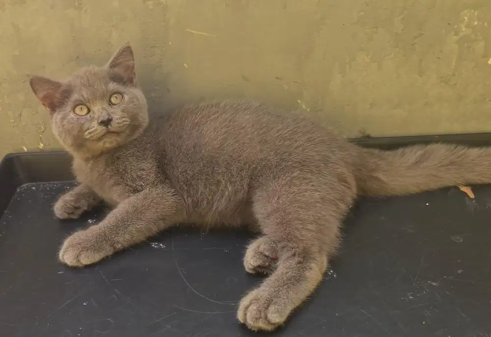 Kucing ras bsh betina 3 bln pure no mix persia