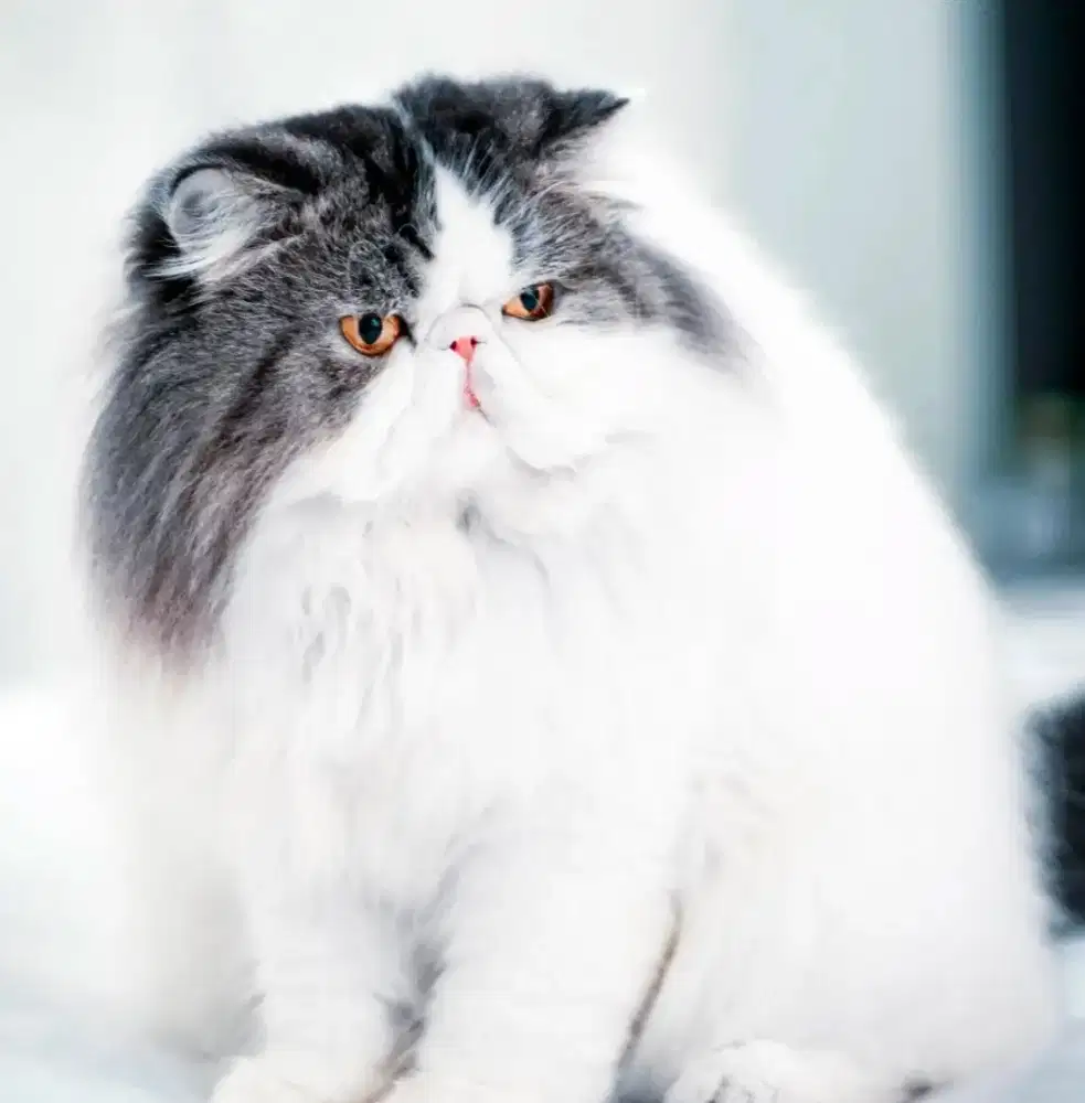 Lepas adopt 5 kucing Persia kualitas bagus