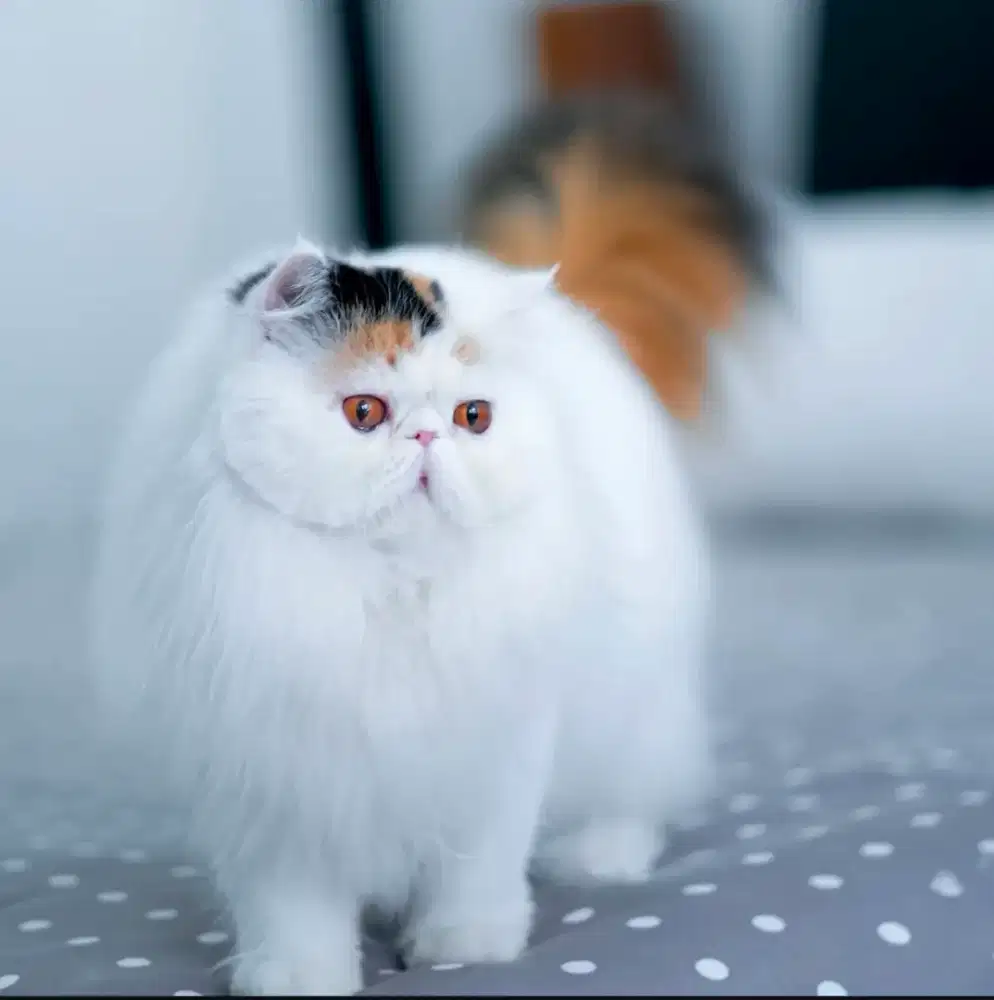 Lepas adopt 5 kucing Persia kualitas bagus