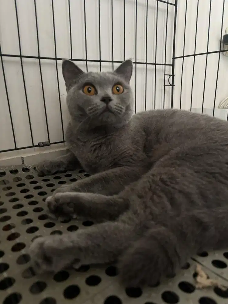 Kucing British Shorthair BSH Blue Solid