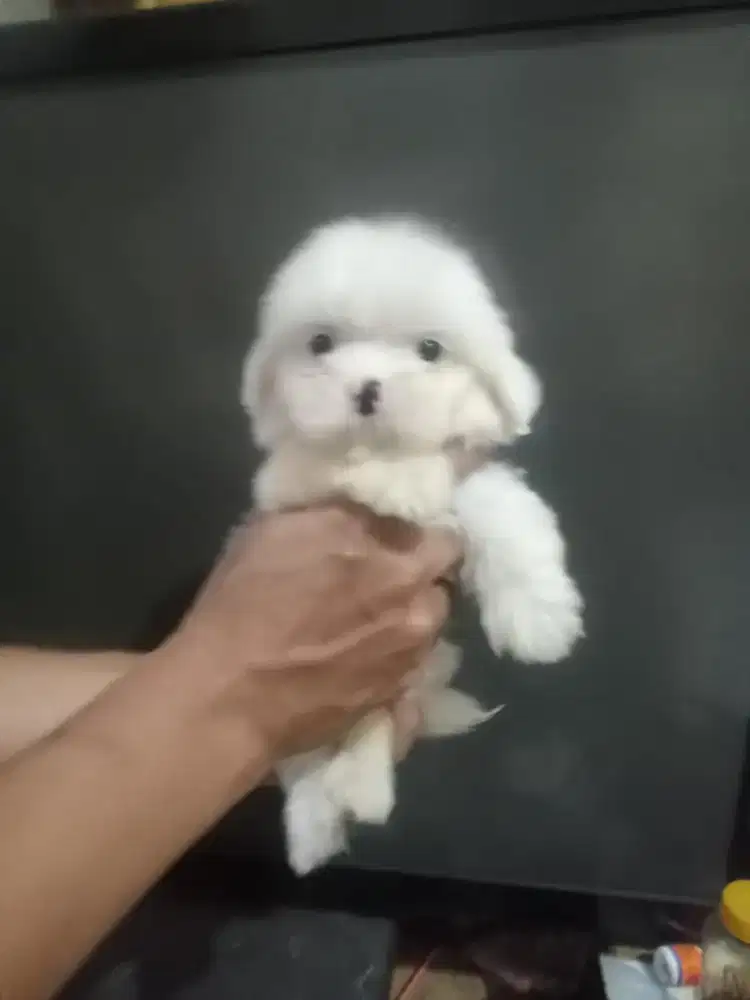 Anjing maltese x shihtzu