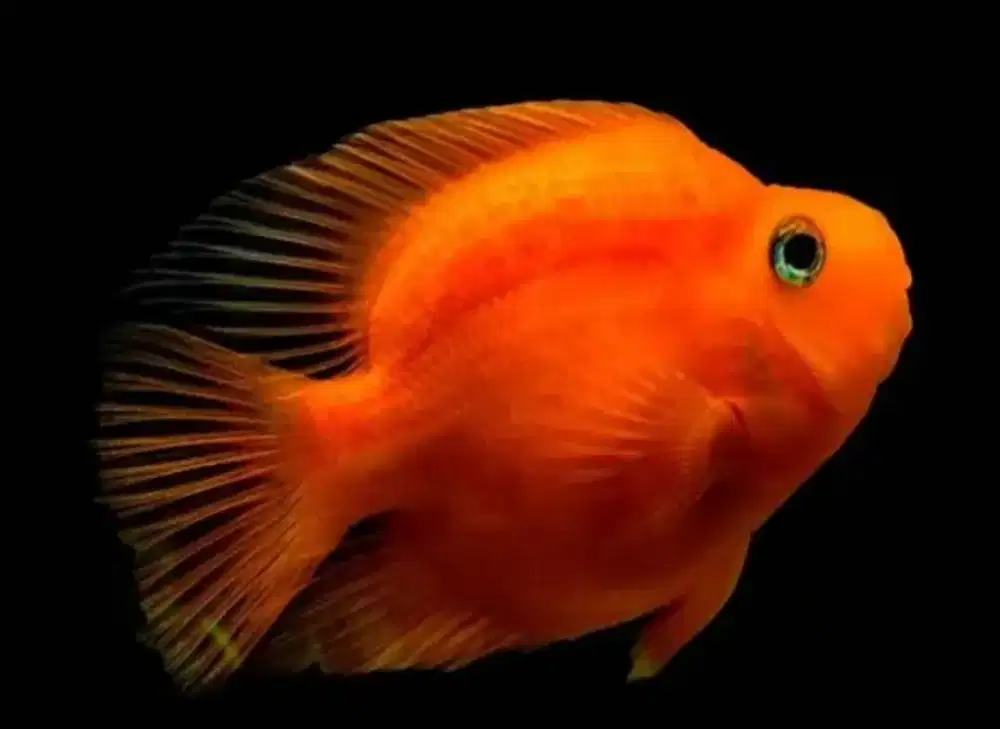 Ikan red parrot baby