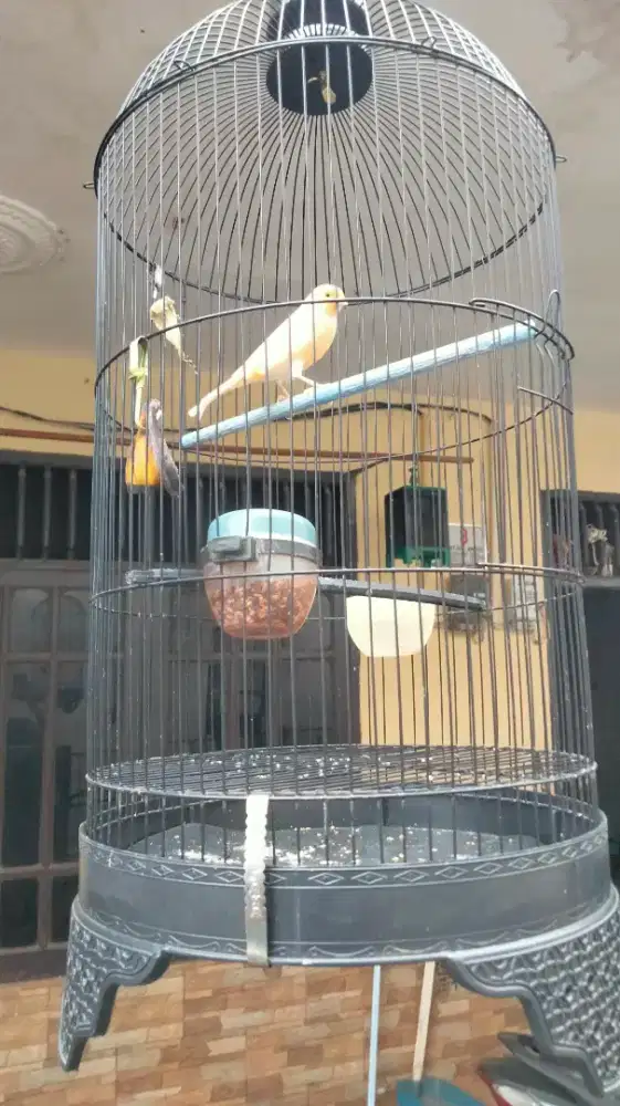 Kenari paud jantan