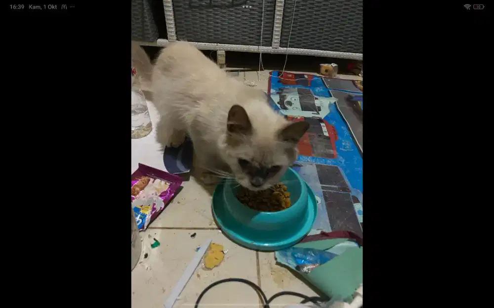 Dijual Kucing Persia Putih Pintar & Baik