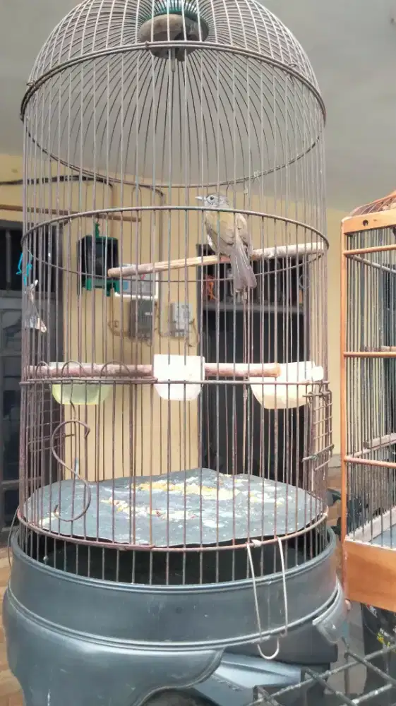 Burung siri-siri