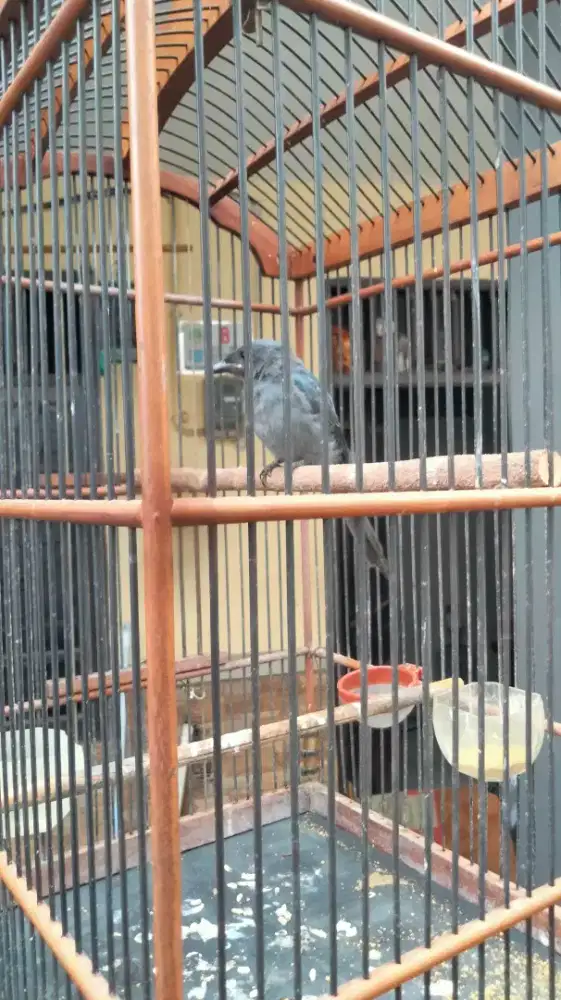 Burung srigunting