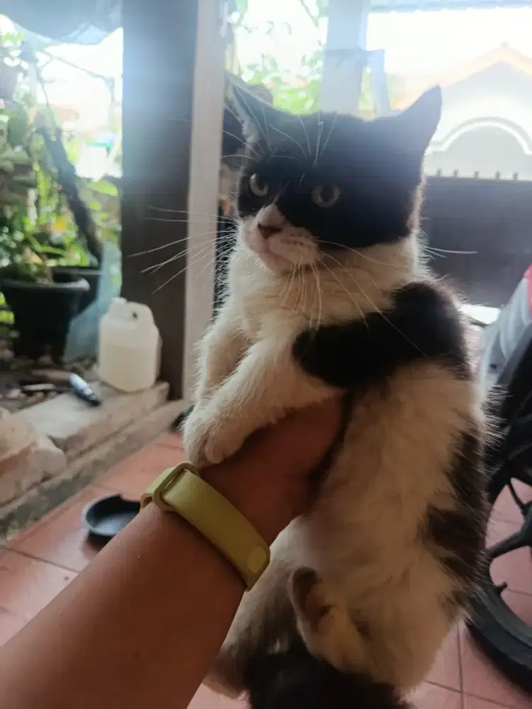 Munchkin fold betina