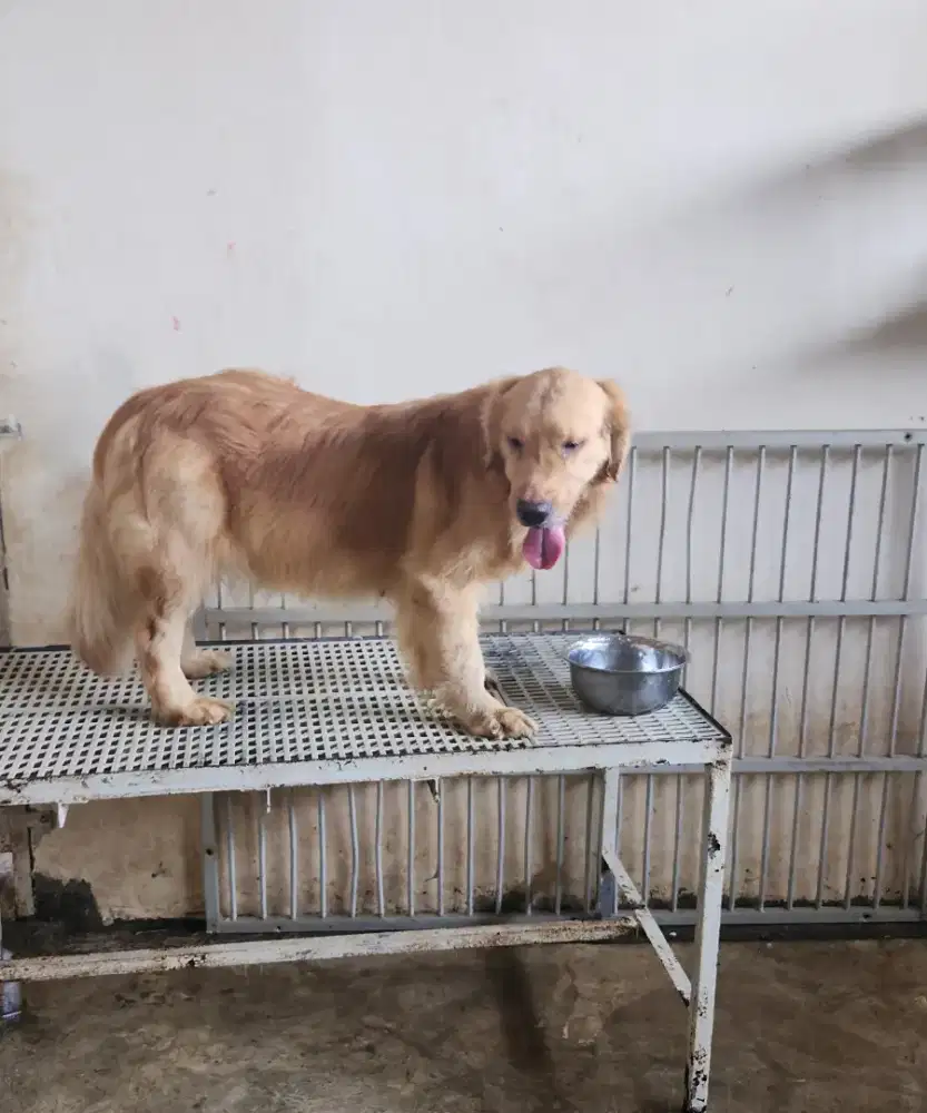 Golden Retriever Female 3 Tahunan Stambum Perkin Long Hair Big Bone