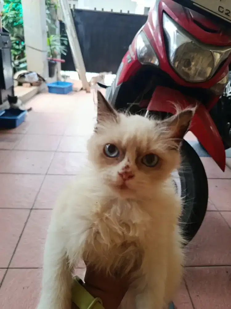 Jantan Himalaya Munchkin ns