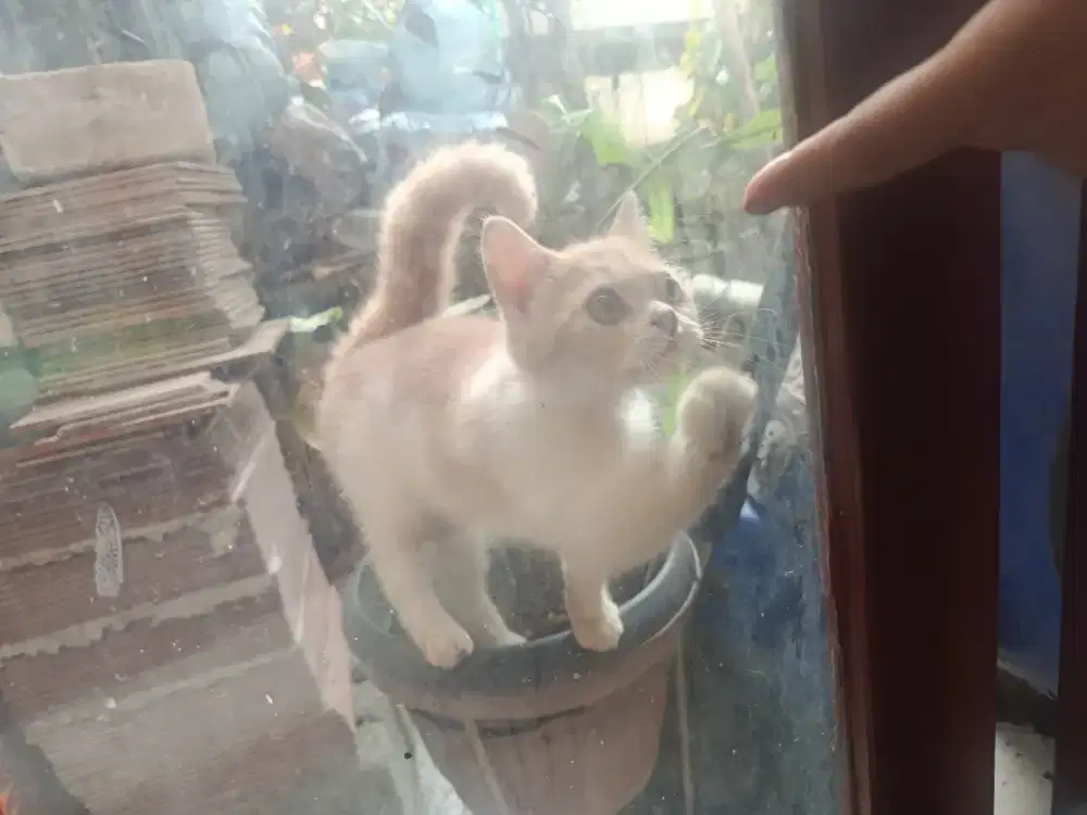 Bsh creamy manja banget 7bln
