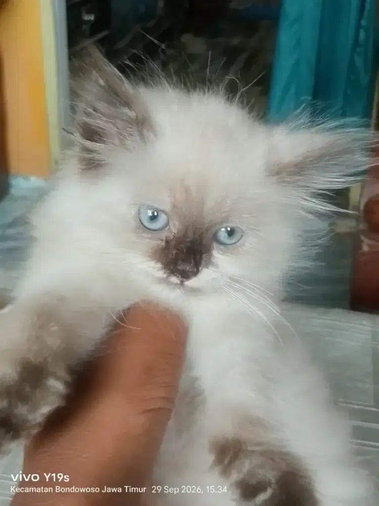 Peaknose himalaya cakep