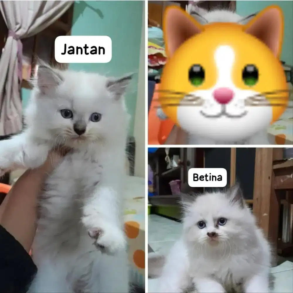 kucing kitten anakan ragdoll pure
