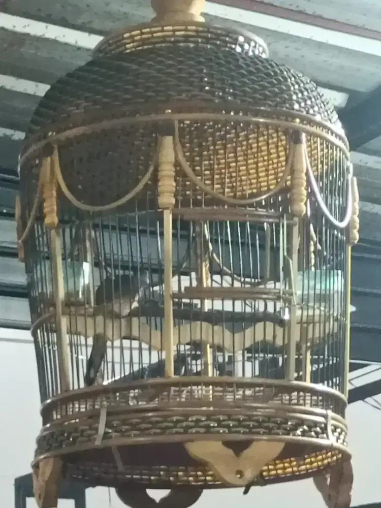 Dijual perkutut bangkok