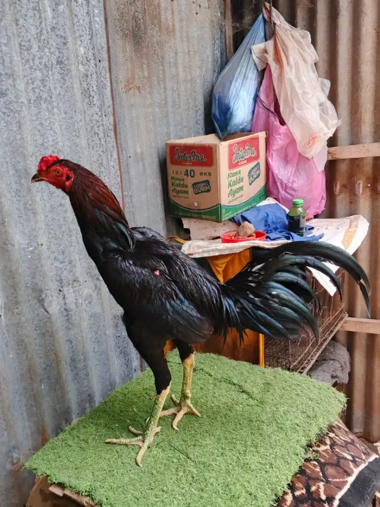 Ayam pakhoy line panzer