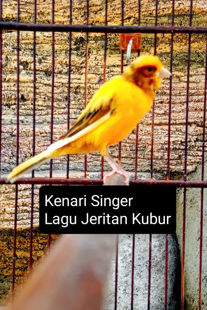 Kenari F1Lq GaCor Ewer2