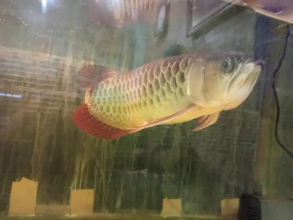 DIJUAL !! IKAN ARWANA, BUKAN BEAT MIO NINJA LOHAN KOKI