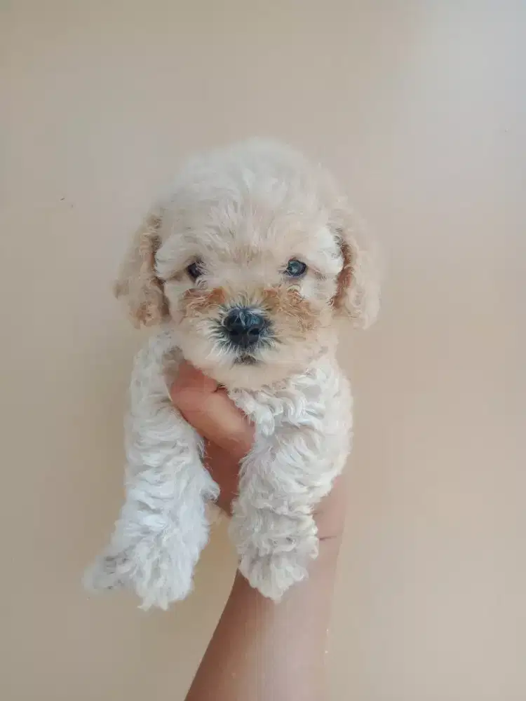 Anjing toy poodle jantan dan betina
