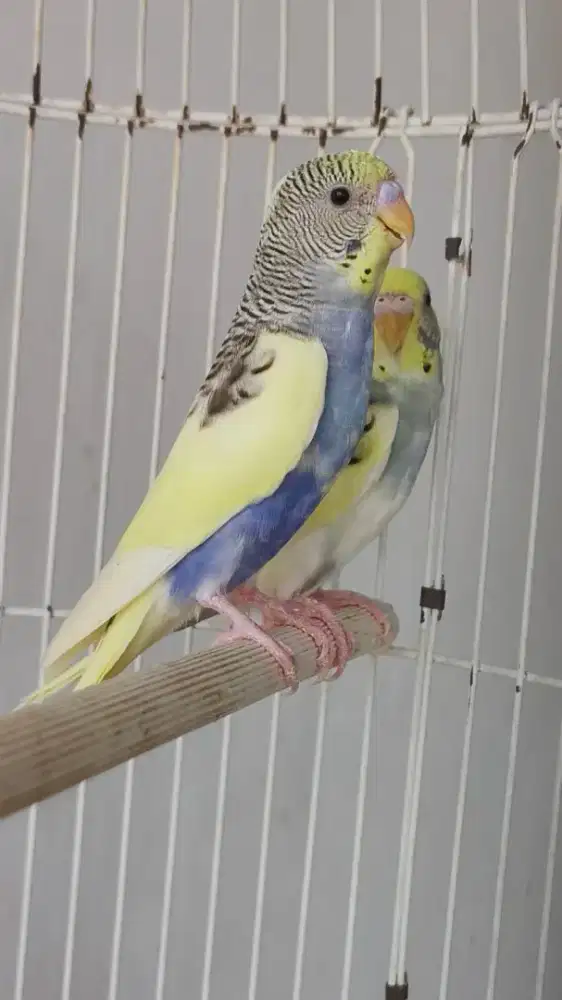 Burung Parkit mutasi
