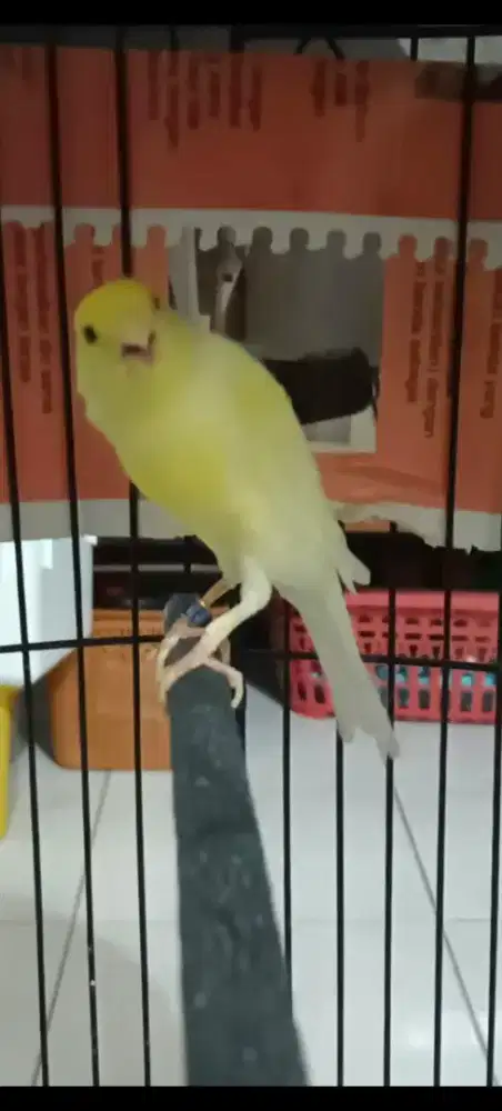 Kenari betina prawan f1sfbb