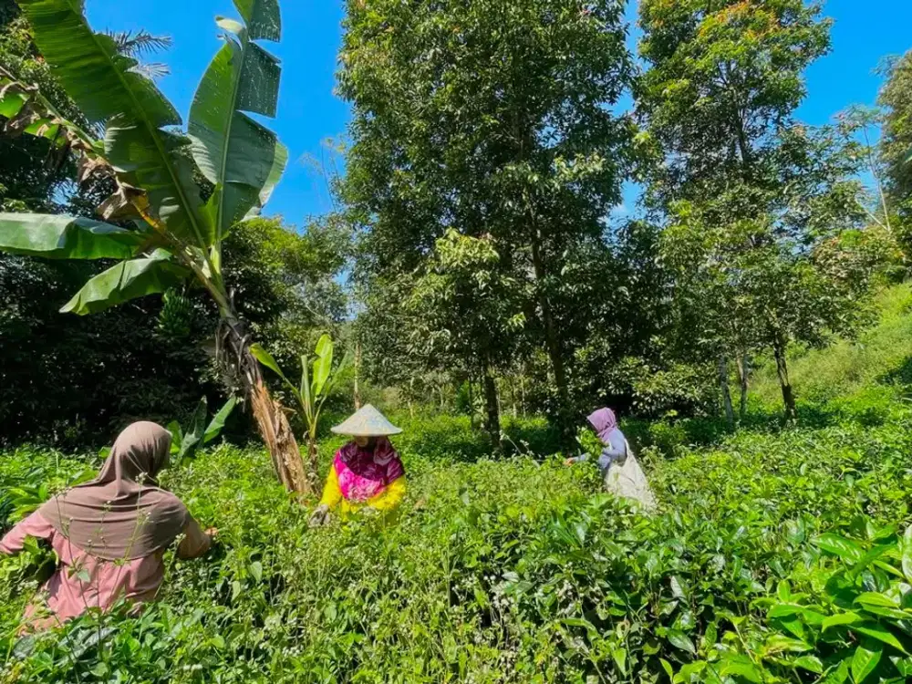 Dijual Murah Tanah Sawah dan Kebun Durian Manggis di Bojong Purwakarta