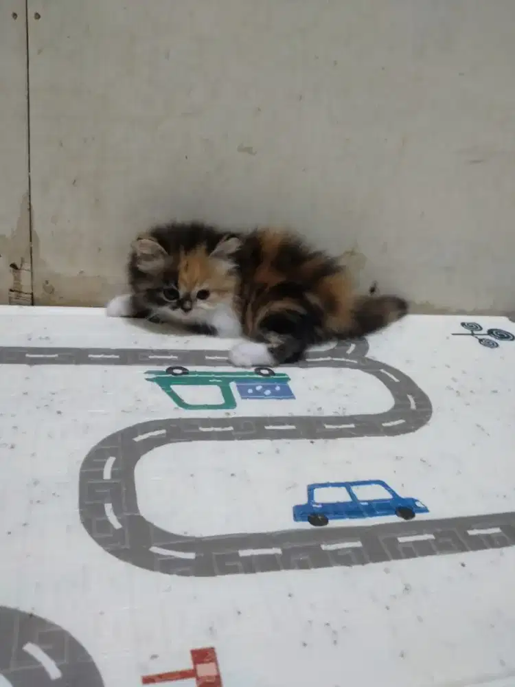 Kitten Persia betina calico