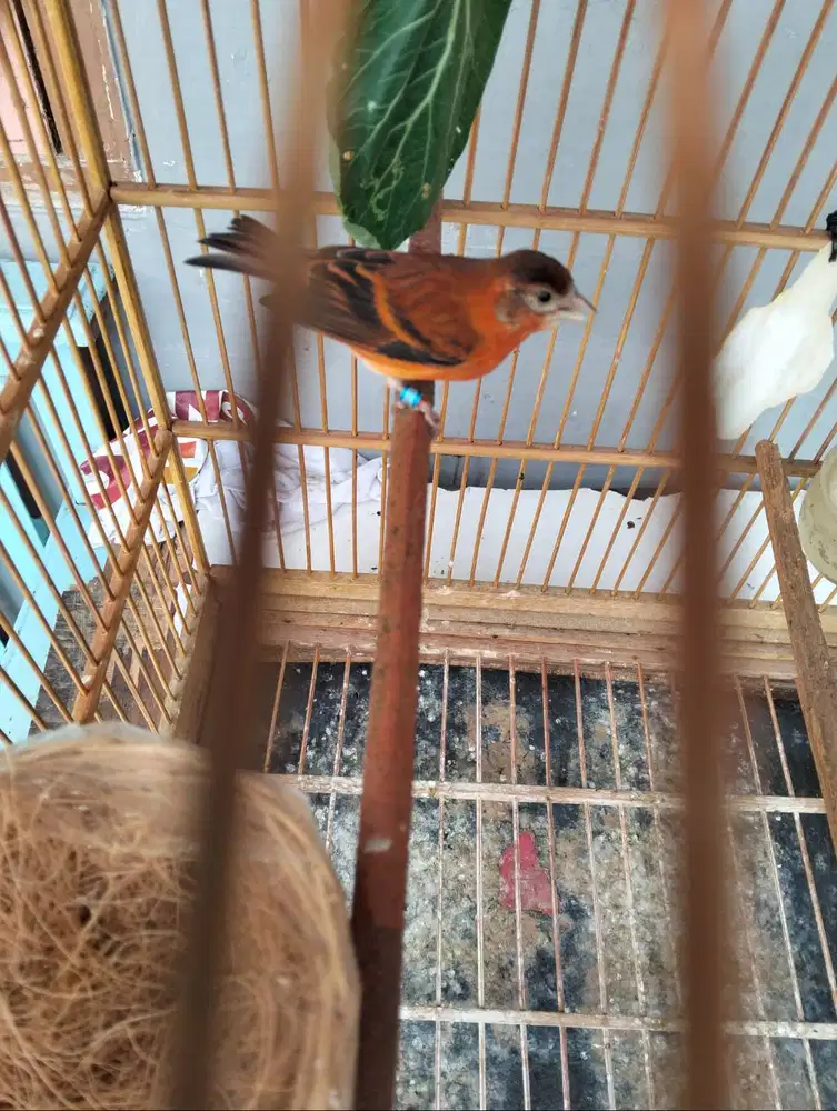 Burung mule betina dewasa