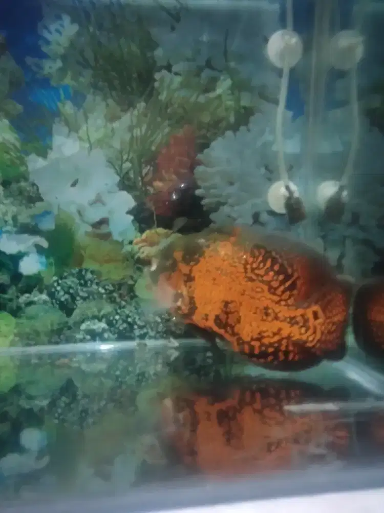 Bismillah siapa tau ada yang minat ikan oscar 4 jari lebih ikan sehat