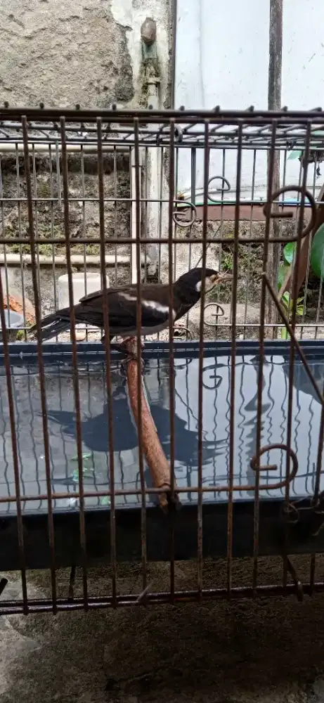 Jalak suren jantan muda mandiri