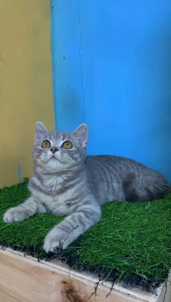 BSH British shorthair