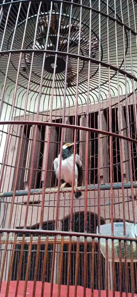 Jalak suren gacor setiap hari