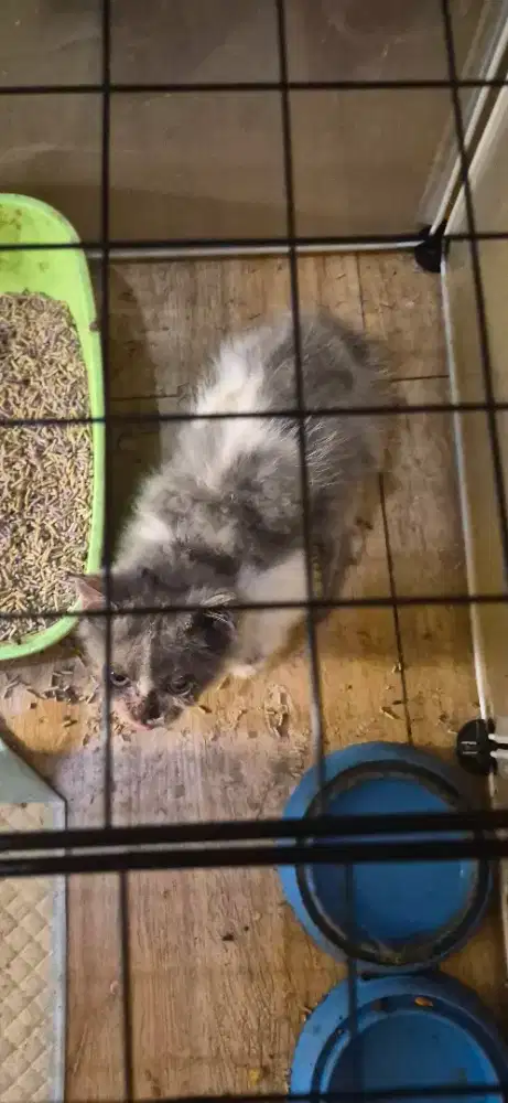 Di Hibahkan Anakan Kucing Brithis Shorthair