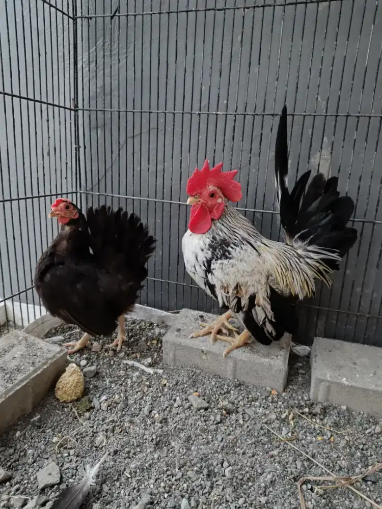 Ayam Kate sepasang
