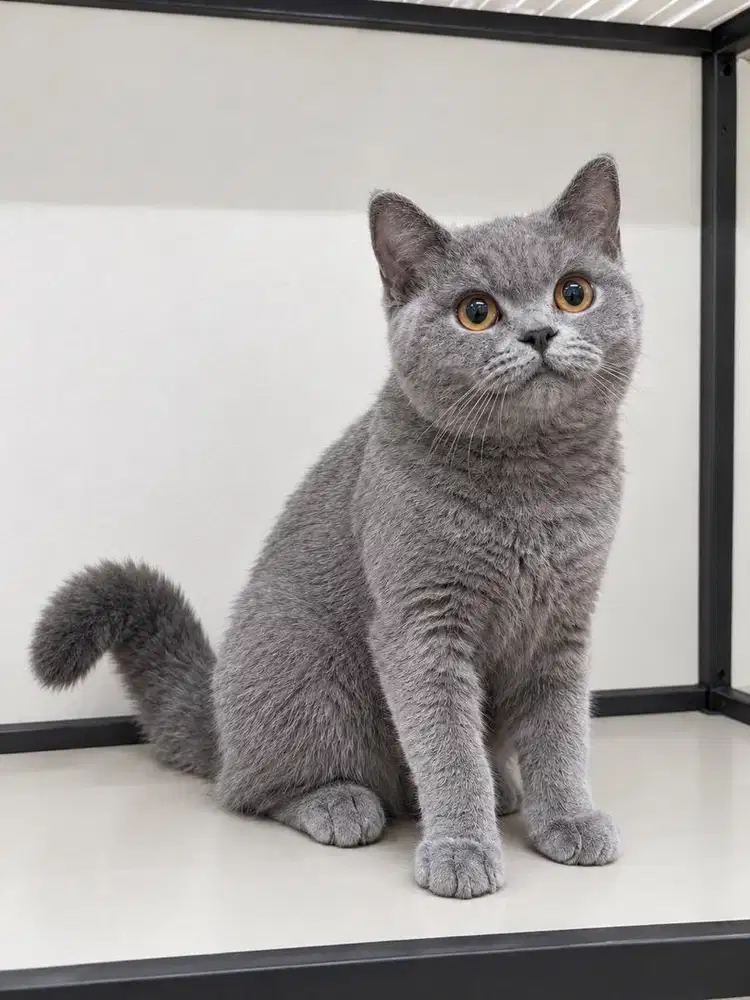 Kucing BSH Cantik