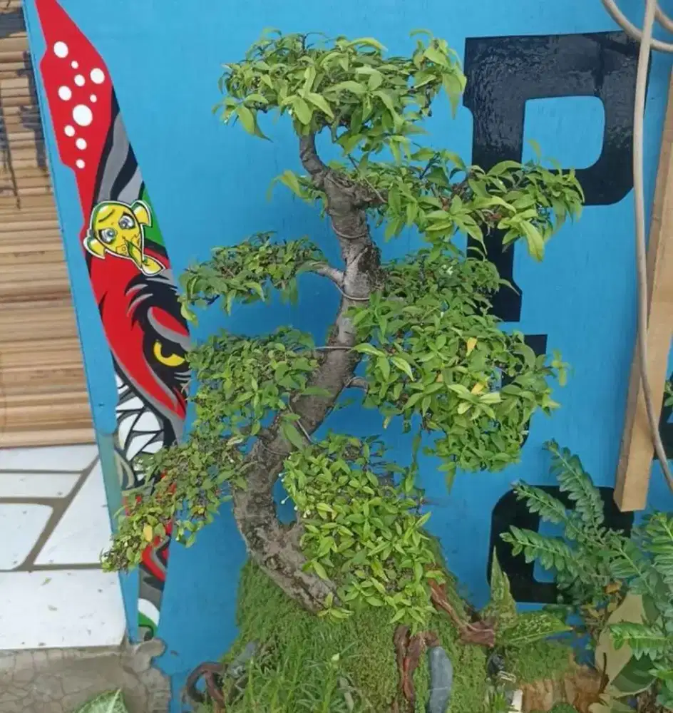 Jual bonsai murah / NEGO