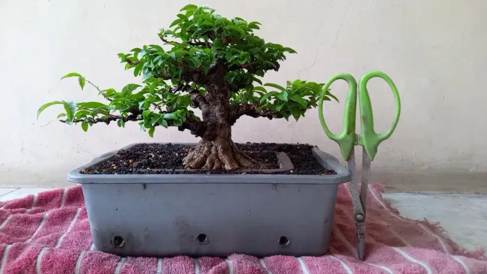 Bonsai anting putri small top