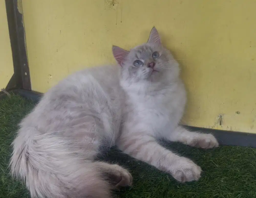 Kucing ras persia ragdol mata biru
