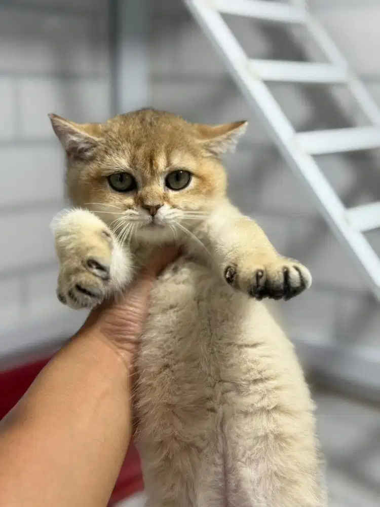 British shorthair golden betina kitten