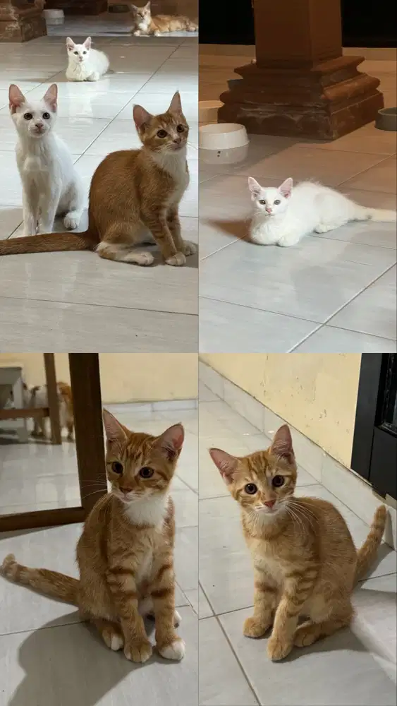 MIX MAINECOON BETINA JANTAN