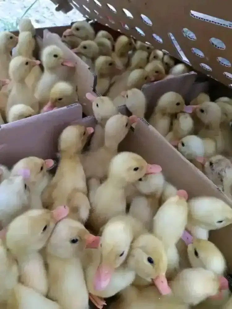 Anak bebek putih