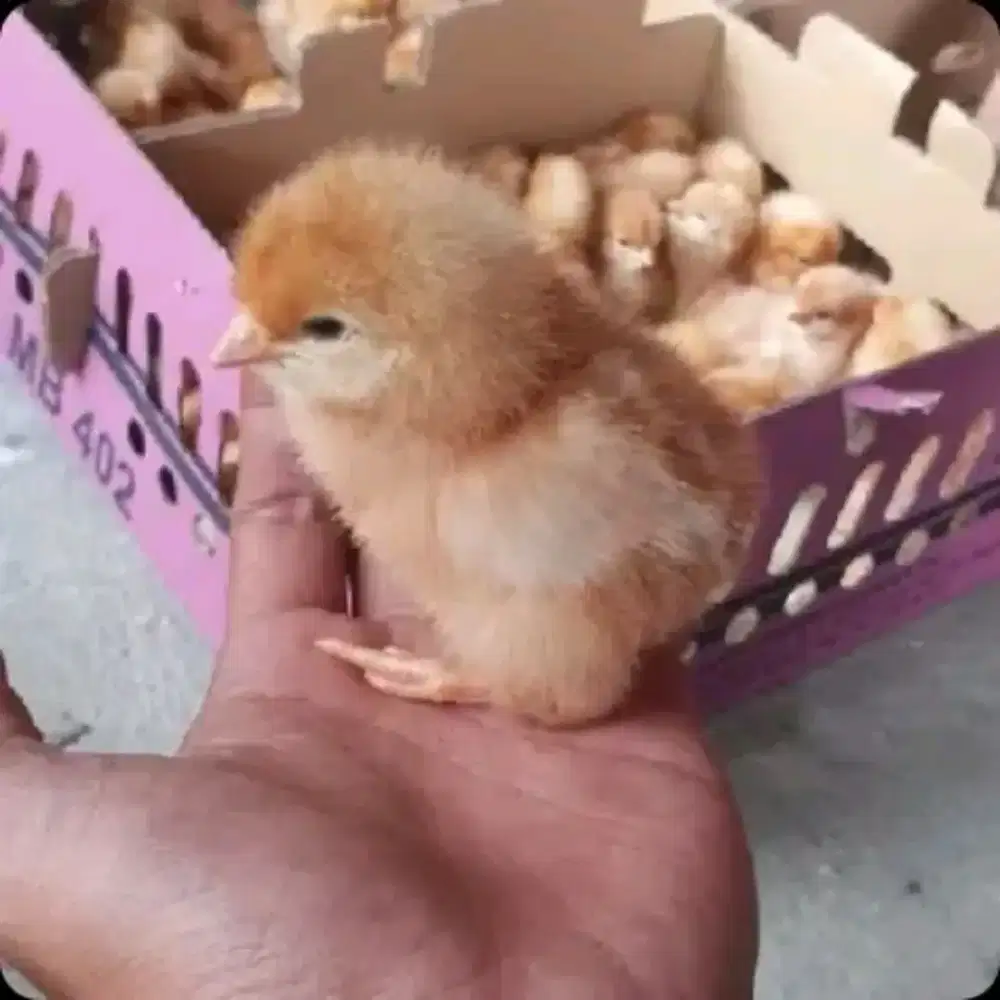 Anak ayam petelur