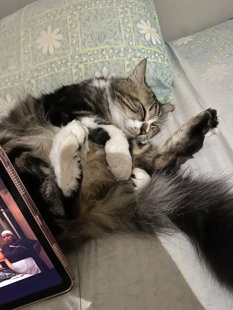 Kucing persia jantan