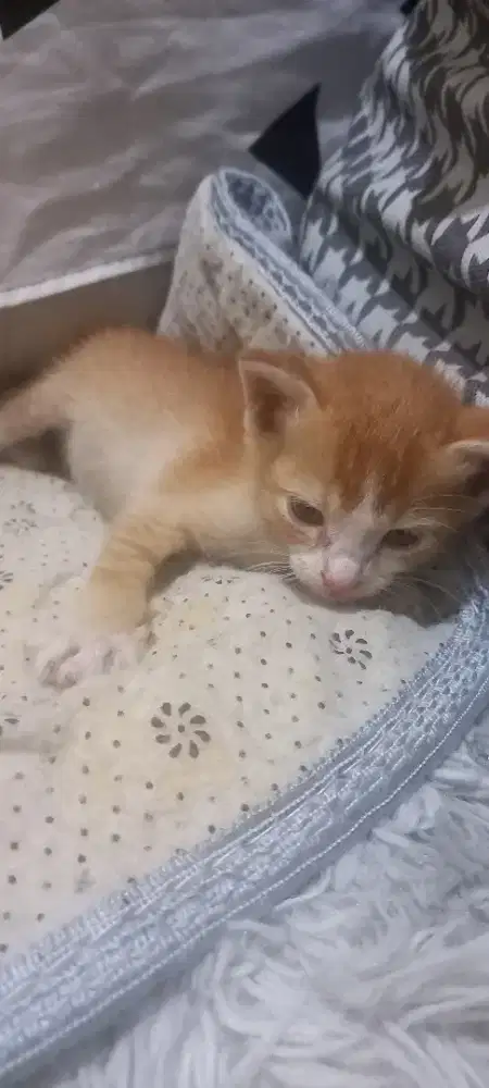 Anak kucing for free