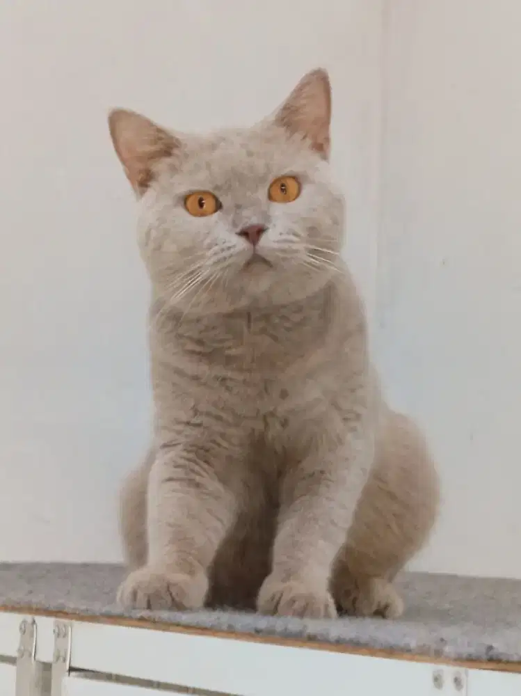 British Shorthair Lilac