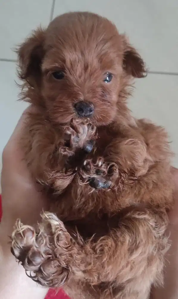 Maltipoo puppy lucu