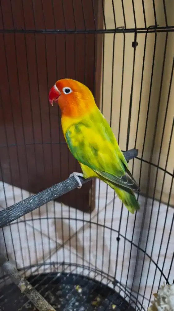 Lovebird betina Bu bosen