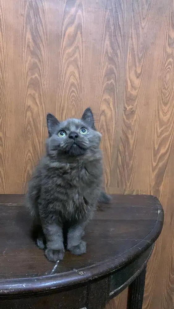 kucing persia kitten