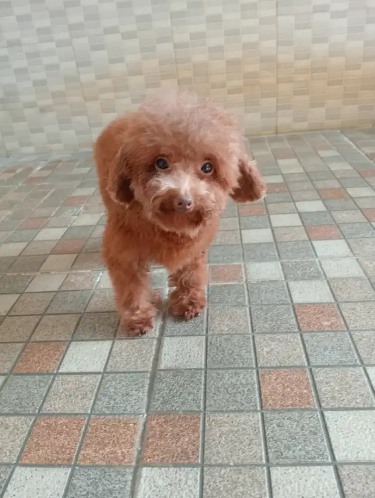 Tiny poodle betina dewasa