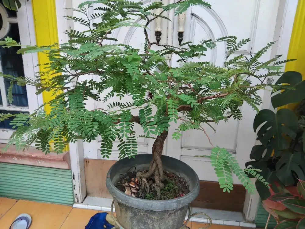 bonsai asam jawa dari semai biji